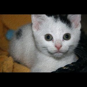 Meet your Posher, Brooke